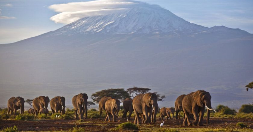 Botsvana Devlet Başkanı Masisi, Almanya'ya 20 bin fil göndermekle tehdit etti