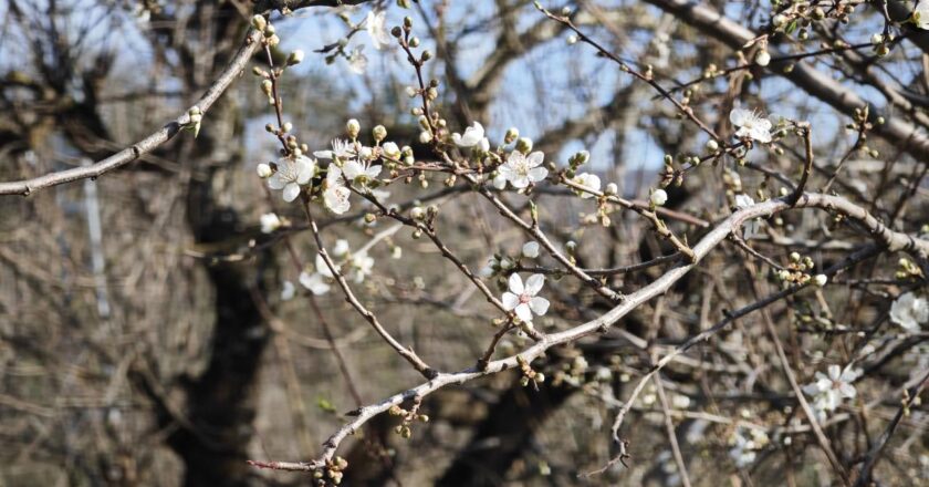 Erik Ağaçları Bloom – Son dakika haberleri