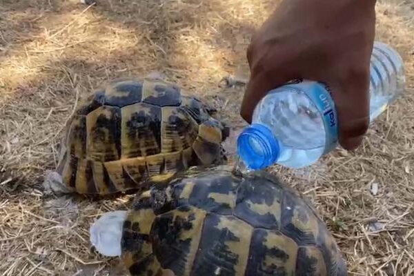 İzmir’deki orman yangınında kaplumbağalar alevlerin arasından kurtarıldı!