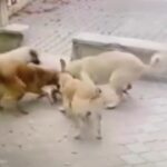 Ankara’da başıboş köpekler kediye saldırdı