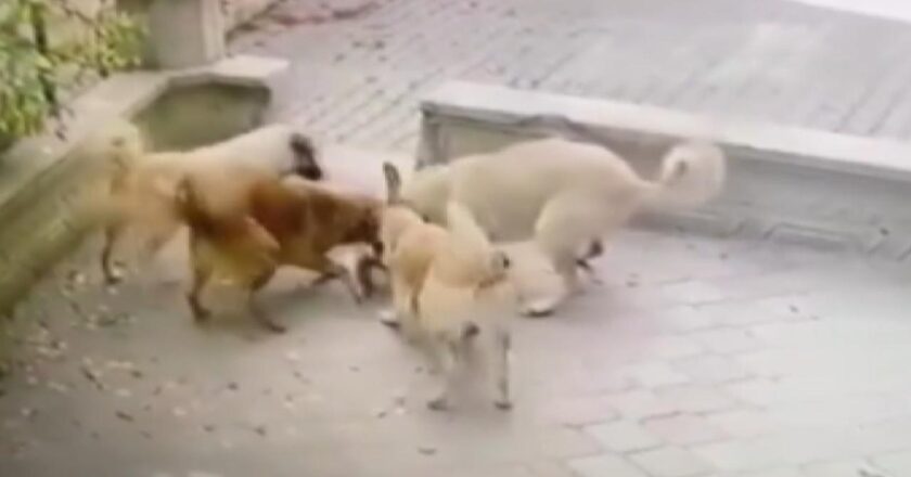 Ankara’da başıboş köpekler kediye saldırdı