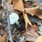 Doğada 10 binden fazla var: Ormandan toplanan bu bitki organ yetmezliğine yol açıyor!