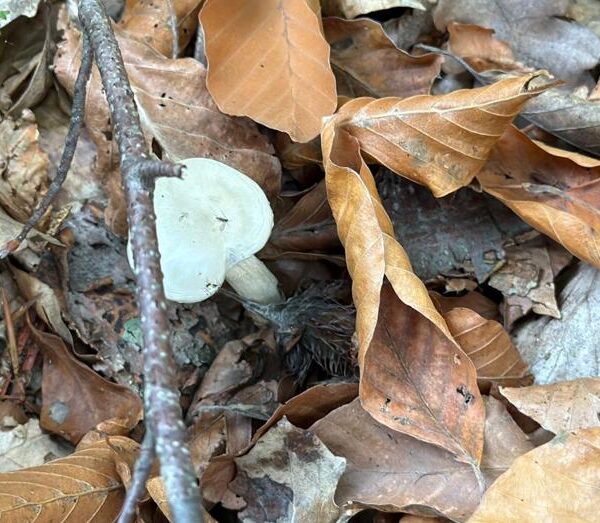 Doğada 10 binden fazla var: Ormandan toplanan bu bitki organ yetmezliğine yol açıyor!