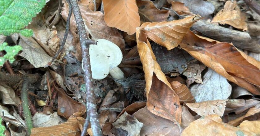 Doğada 10 binden fazla var: Ormandan toplanan bu bitki organ yetmezliğine yol açıyor!