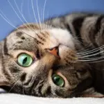 Kediler, erkeklere neden daha fazla miyavlıyor?