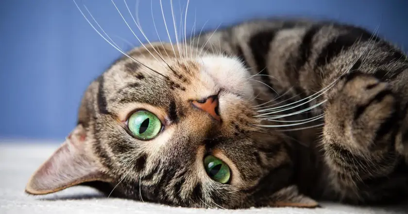 Kediler, erkeklere neden daha fazla miyavlıyor?